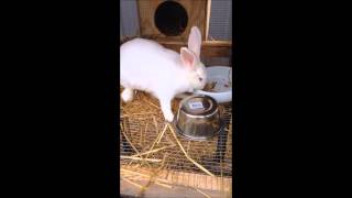 How to Feed and Water Rabbits [upl. by Stormy]