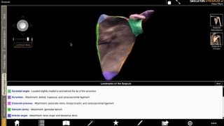 Glenoid Cavity Acromion and Coracoid Process with Skeleton Premium [upl. by Eiramana]