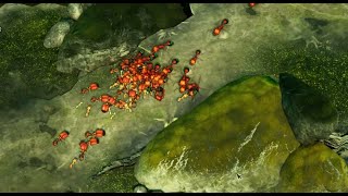 Two Bigheaded Ants Vs Two Fire Ants Impossible Mode Empires Of The Undergrowth [upl. by Corena]