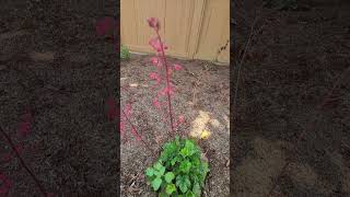 Heuchera californianativeplants droughttolerantplants [upl. by Ailahs]