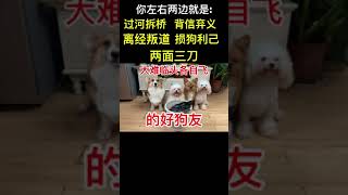 【柯铭】狗狗組團拆，怎麼辦家長要做不是批評，而是狠狠拆散它們讓它們看清狗生得殘酷現實萌宠 搞笑 宠物生活 [upl. by Carberry]