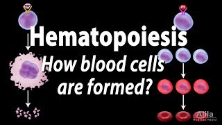 Hematopoiesis  Formation of Blood Cells Animation [upl. by Vihs197]