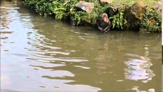 Snow Monkeys Swimming in Arashyima in Japan [upl. by Androw331]