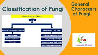 General Characters of Fungi  Classification of Fungi  Fungal Classification [upl. by Alyos]