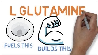 L GLUTAMINE  WHAT DOES GLUTAMINE DO [upl. by Bakerman5]