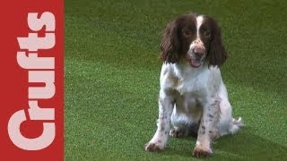 Gundog Display  Adrian and Caroline Slater  Kipperidge Gundogs  Crufts 2012 [upl. by Alfy324]