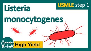 Listeria monocytogenes  What is listeriosis  microbiology and pathology  USMLE Step 1 [upl. by Ynnaj]