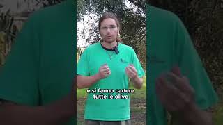 Come usare lABBACCHIATORE per raccogliere le OLIVE  GUARDA IL VIDEO COMPLETO [upl. by Amari]