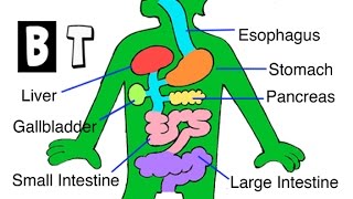 Digestive System for Kids  How Digestion Works  human body parts for children [upl. by Min]