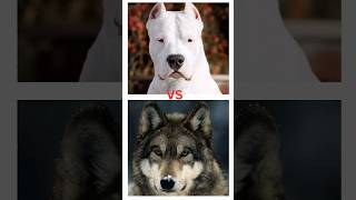 Dogo Argentino vs Wolf fight [upl. by Anaerol]