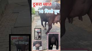 16 किलो दूध  1 लाख़ 5 हज़ार मै   Nanha Lajwana Dairy Farm [upl. by Garceau413]