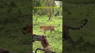 Tiger Sighting at Kabini Nagarhole Wildlife forest jeep safari [upl. by Hump379]