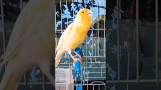 غناء ذكر كناري هائج Canary bird singing تغريدطائرالكناري Singingbirdcanary Canary كناري [upl. by Anas]