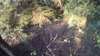 How to find a Dead Bald Eagle in the forest [upl. by Nirac473]