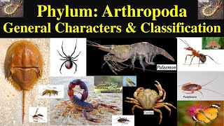 Arthropoda  Phylum Arthropoda  General Phylum Arthropoda Characters and Classification  Part 1 [upl. by Allisirp870]