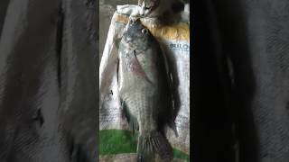 iwak nila telong kilo di cium kucingfishing shortkucing [upl. by Nnahgem]