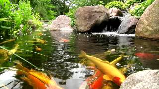 York Lancaster Harrisburg PA Backyard Koi Fish Ponds Waterfalls and Fountains [upl. by Avrenim]