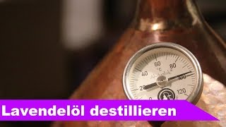 🌷 Lavendel destillieren 🌻  ätherisches Öl selber machen  diSTILLed [upl. by Anema]