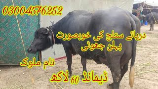 نیلی دریائے ستلج کی پہلن خوبصورت جھوٹی برائے فروخت رابطہ نمبر 03004576252 Okara Animal Tv 312024 [upl. by Lehcim]