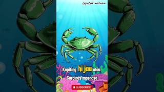 kepiting hijau atau Carcinus maenas penjelasan singkat kepiting hijau atau carcinus maenas [upl. by Akenaj]