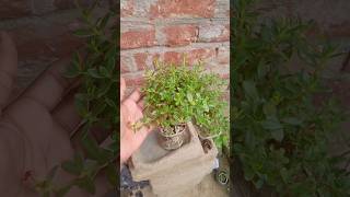 Crassula Plant care tips  Lucky Plant Kuber Plant short [upl. by Obadiah]