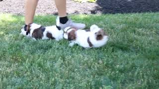 Shih Tzu Puppies For Sale [upl. by Lizette520]