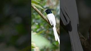 Indian flycatcher birds [upl. by Celie780]