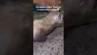 Ferret Dookinghappy noises Tuna the Ferret [upl. by Skardol]