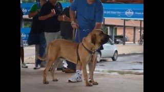 Teste de temperamento Fila Brasileiro  Radar do Itanhandu [upl. by Mellette]