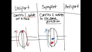 Carrier Mediated Transport and Types of Carriers [upl. by Tiffanie]