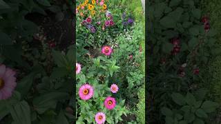 Adorning of garden🏡 viralvideo [upl. by Ivatts150]