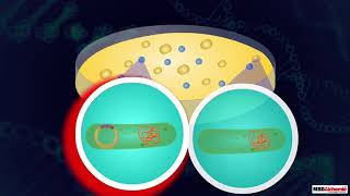 Insertion of Recombinant DNA [upl. by Benia]