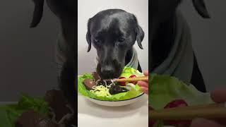 Dog eat so cute dog eat fyp eating foryou shortsfeed shorts shortsvideo [upl. by Hound423]