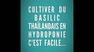 Cultiver et conserver du basilic thaïlandais cest possible [upl. by Bernardo]