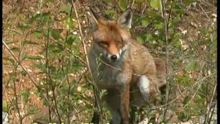 Bellender Fuchs  barking red fox [upl. by Danby]