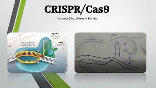 CRISPRCas9 Technology UrduHindi [upl. by Houser537]