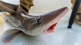 Catch amp Cook Dogfish Shark on the Grill  Field Trips Delaware  Field Trips with Robert Field [upl. by Omocaig]