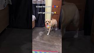 cutest thief 🤗  labra rubi  youtubeshorts shorts labrador dog cute viralsongs trending [upl. by Nosnor]