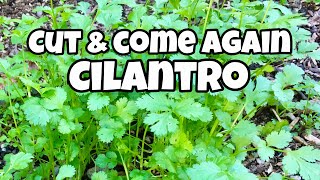 How to Harvest Cilantro Cut and Come Again Cilantro [upl. by Lednor]