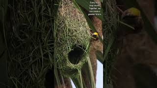 A DoubleDecker Nest Sustainable Living Weaver Style 🌍🏡 weavers nest birdlife duplex [upl. by Burger]