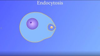 Endocytosis featuring a real amoeba and white blood cell [upl. by Lyrak]