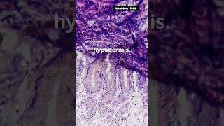 Skin Integumentary system skinlayers function defencesystem humanbodysystem [upl. by Lebyram]