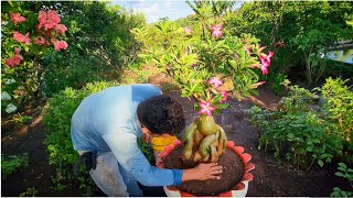 cuidando do nosso JARDIMlimpezapodaplantando a ROSA DO DESERTO GIGANTE [upl. by Nidnarb200]