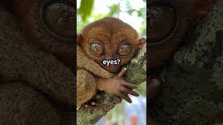 MindBlowing Facts About Tarsiers [upl. by Okoyk]