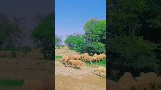 All vlogs 20 rajanpur bakriyan [upl. by Sturrock796]