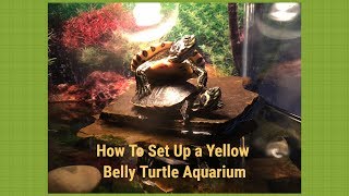 How To Set Up A Yellow Belly Turtle Aquarium [upl. by Denney362]