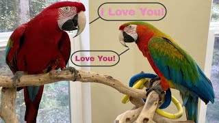 Macaw Parrot Doing Tricks  The Ruby amp Burton Story Episode 1  Macaws Talking amp Becoming Lovers [upl. by Dera]