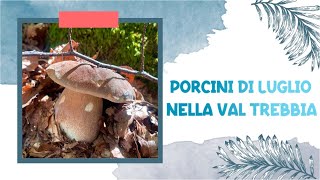 Porcini di luglio nella Val Trebbia  Funghi 2024 [upl. by Eidaj]