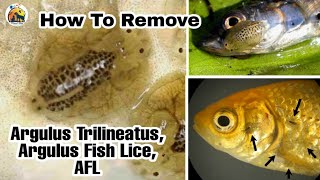 All Fish Diseases  How to Remove Argulus Trilineatus  Argulus Fish Lice  AFL  Fish disease [upl. by Finbar618]