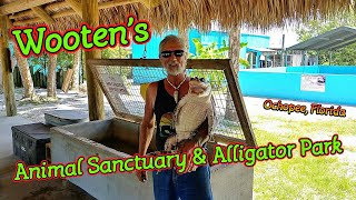 Wootens Animal Sanctuary amp Gator Show Ochopee Florida [upl. by Ellerd]